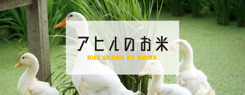 アヒル米の通販