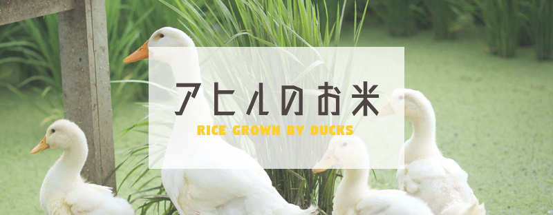アヒル米の通販