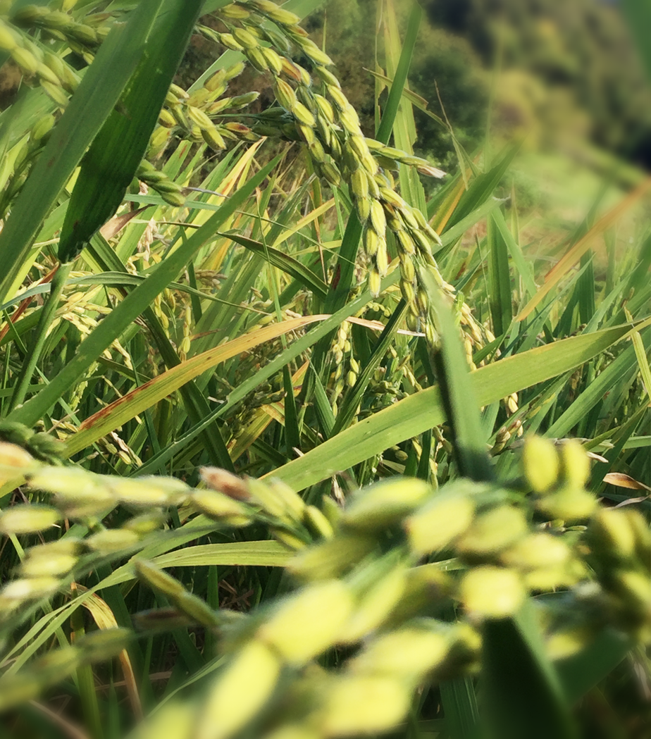 日本生まれのイタリア米